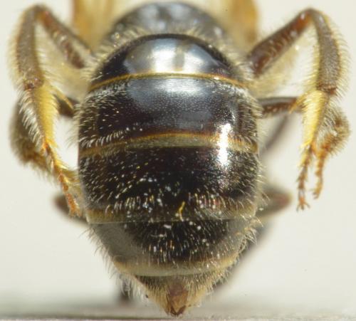 Lasioglossum laticeps